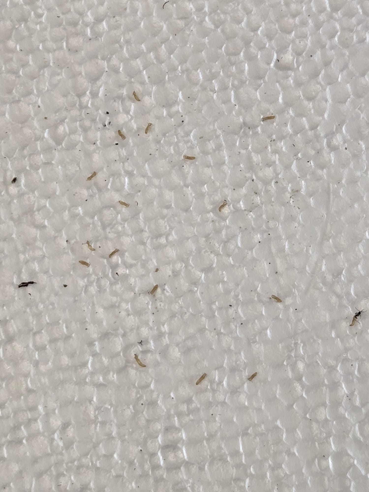Fungus gnats and larvae caught on a sticky trap