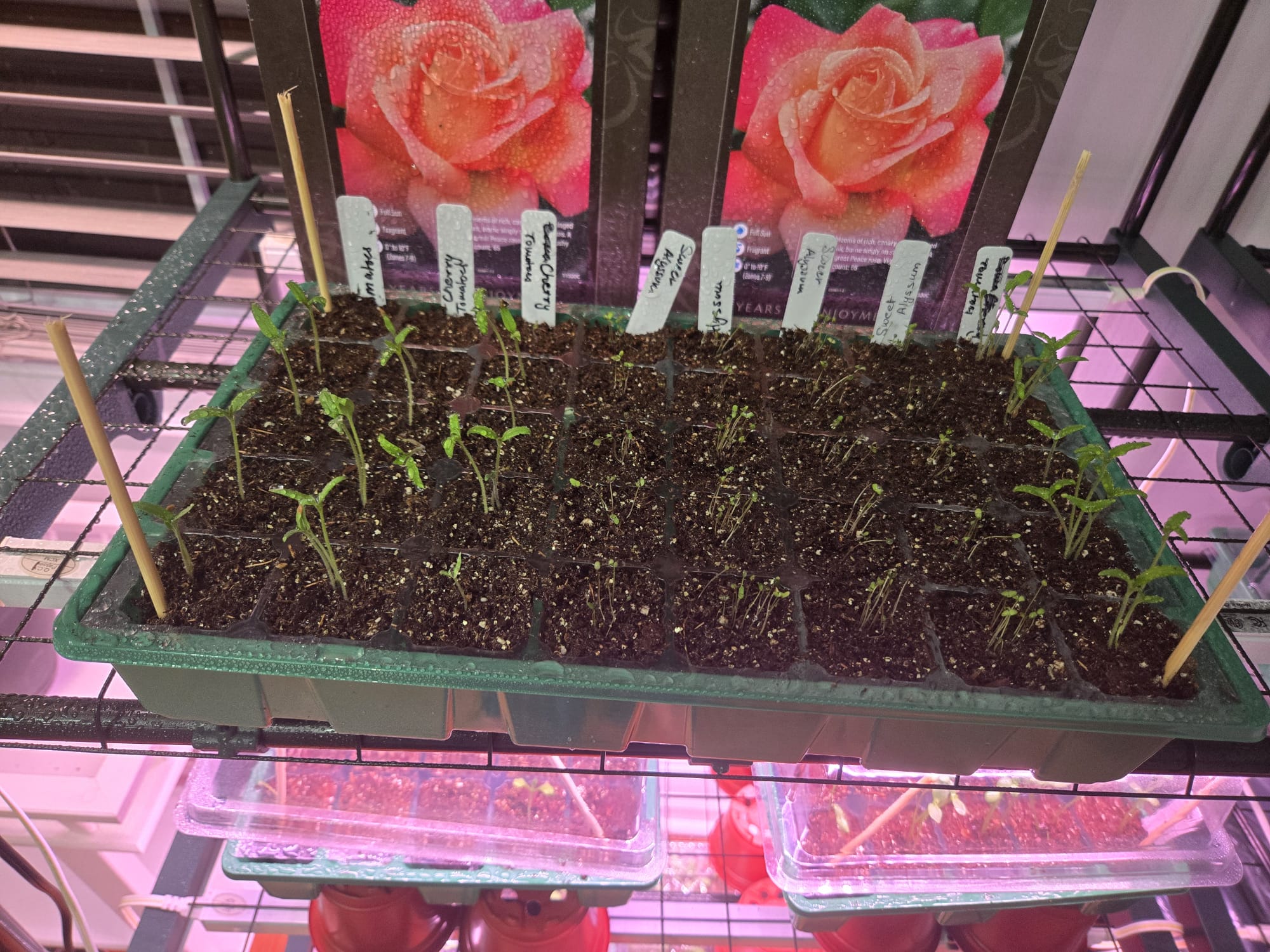 Tomato, alyssum, and tea seedlings progressing
