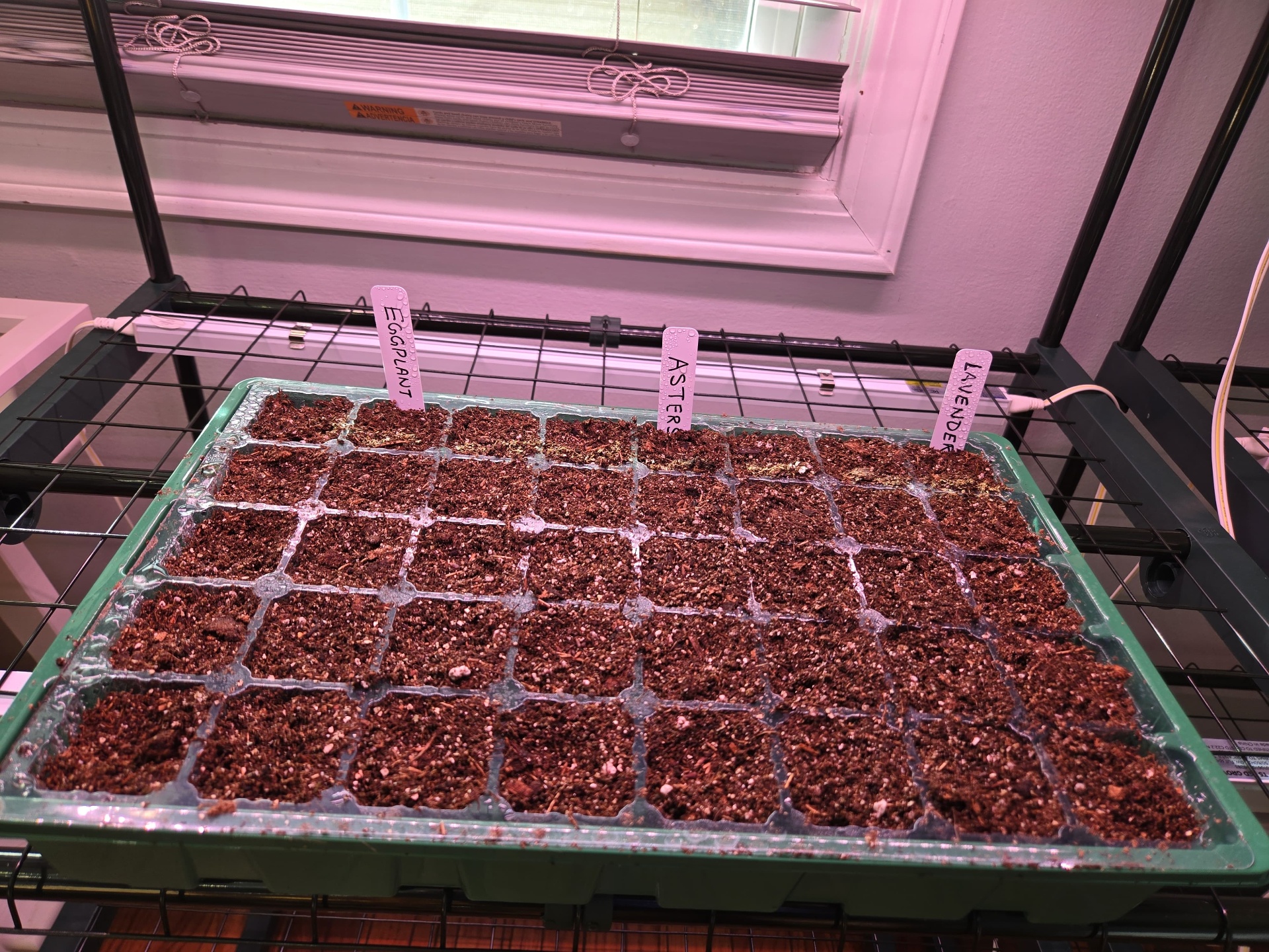 First seeded trays labeled eggplant, asters, and lavender