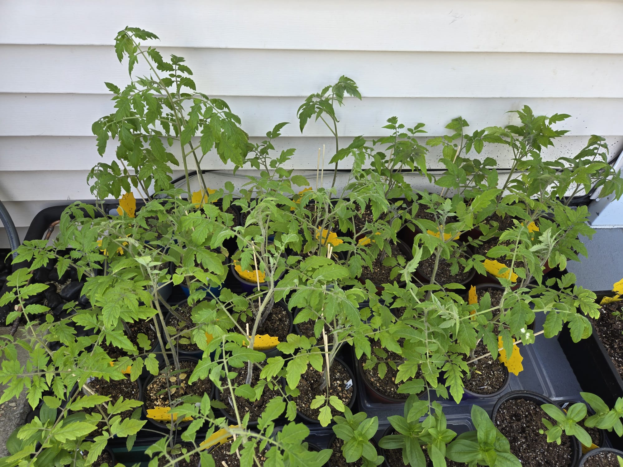 Close-up of tall hardened tomato plants outdoors