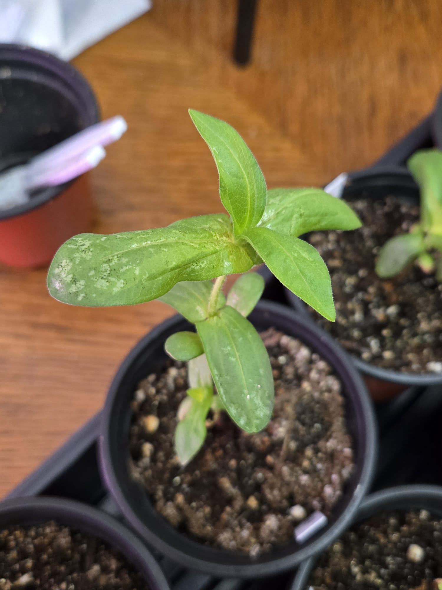 Zinnia seedling with silvery speckled leaf damage
