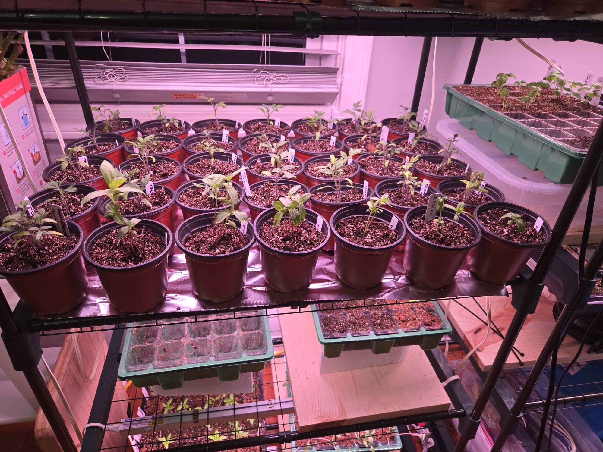 Tomato and zinnia seedlings labeled and lined up in 4-inch pots