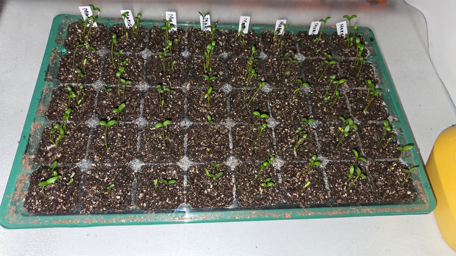 Marigold seedlings emerging in a labeled cell tray