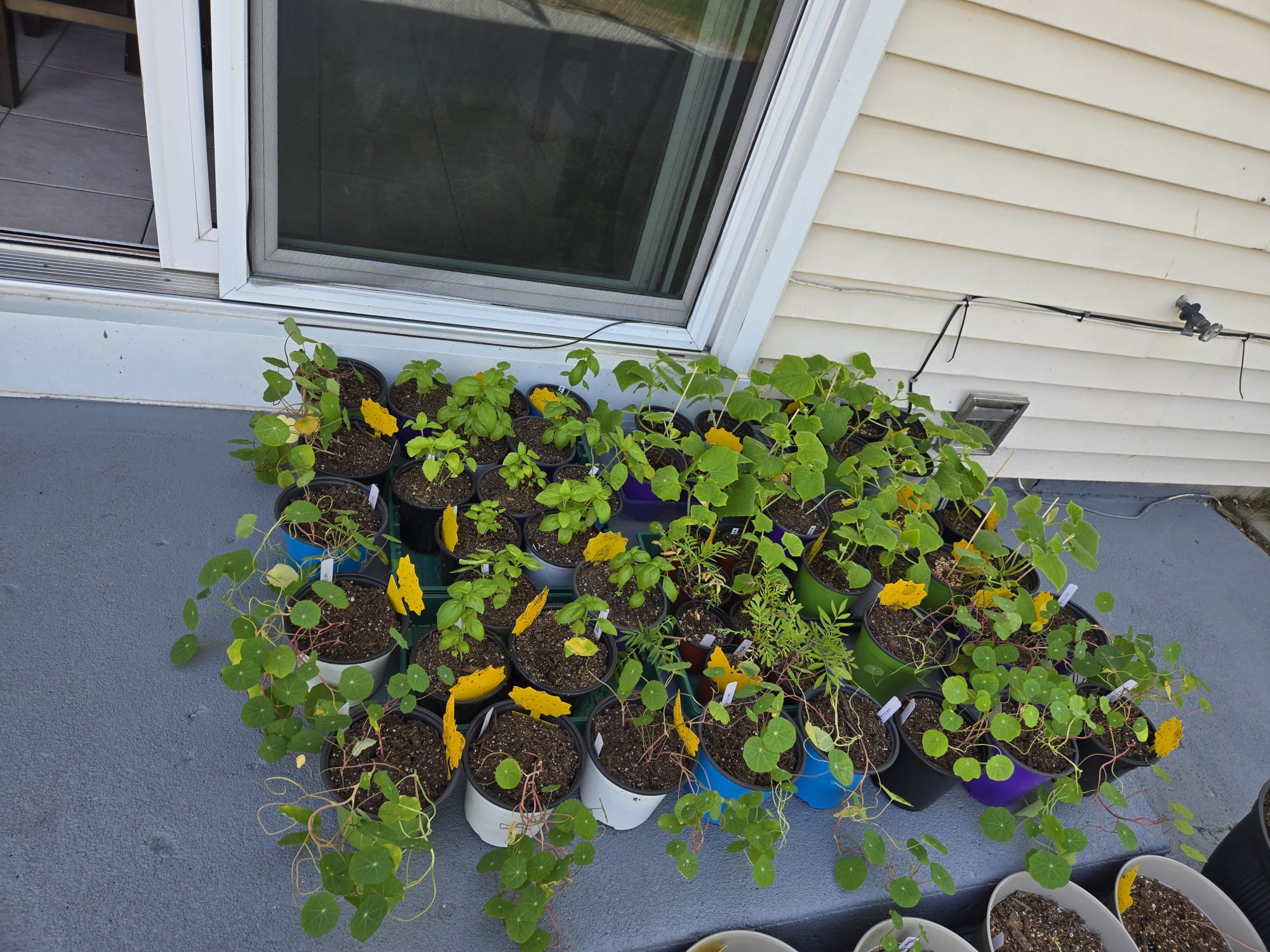 Overhead view of basil, nasturtium, and cucumber plants hardening outside