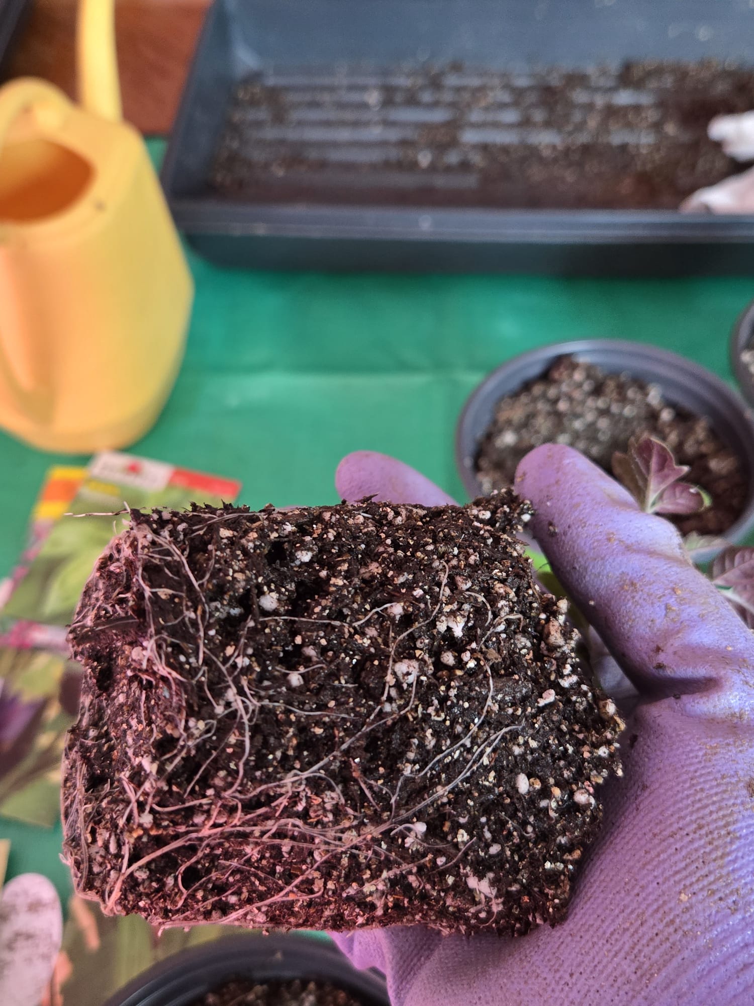 Root-bound seedling root ball showing need for larger pots