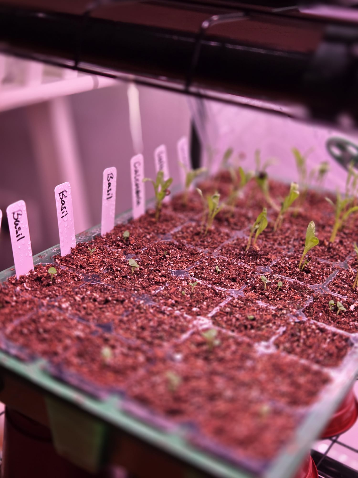 Basil and calendula seedlings under grow lights