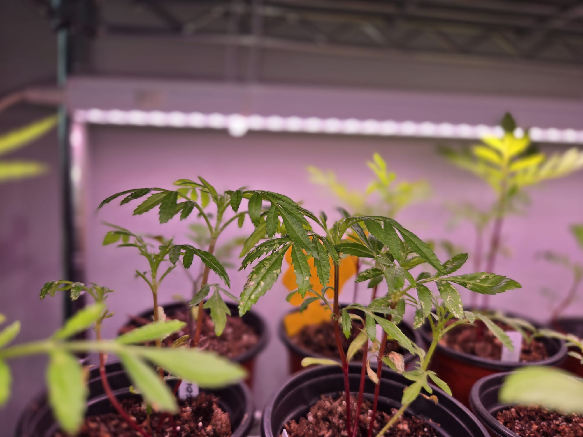 Marigold seedlings with stippled and speckled leaves under grow lights
