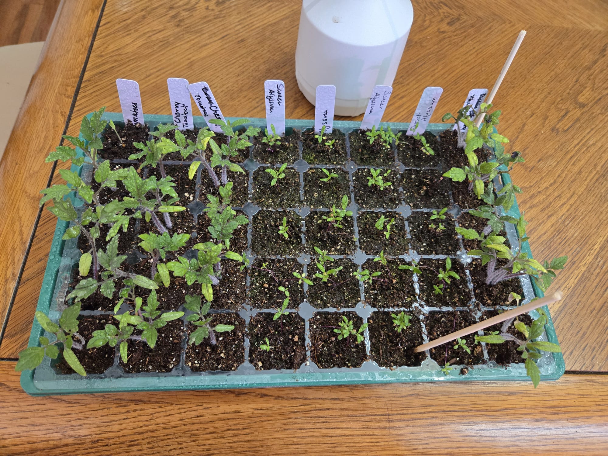 Tomato and sweet alyssum seedlings labeled in a shared tray