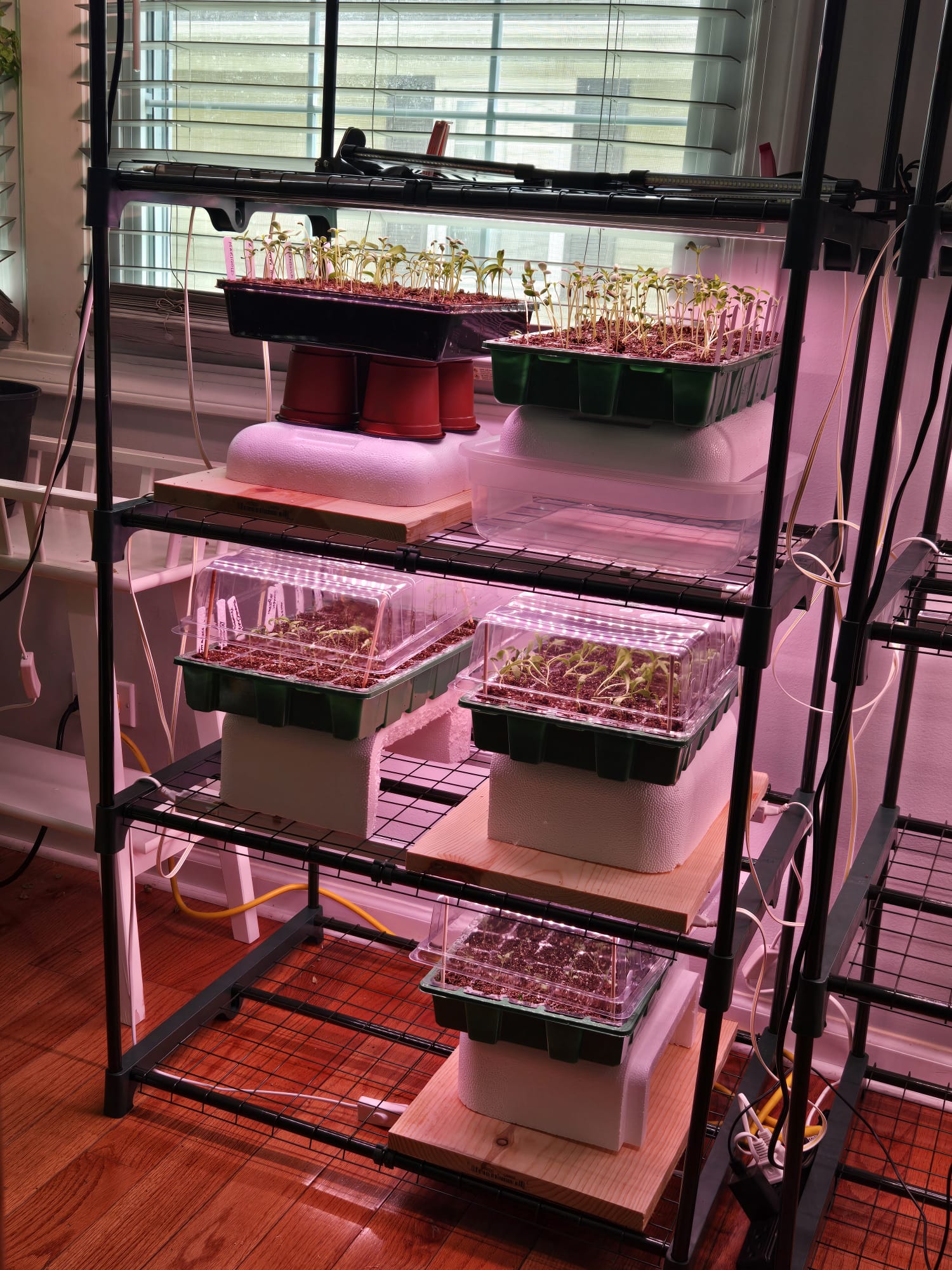 Multi-tier rack of trays as seeds become tiny plants