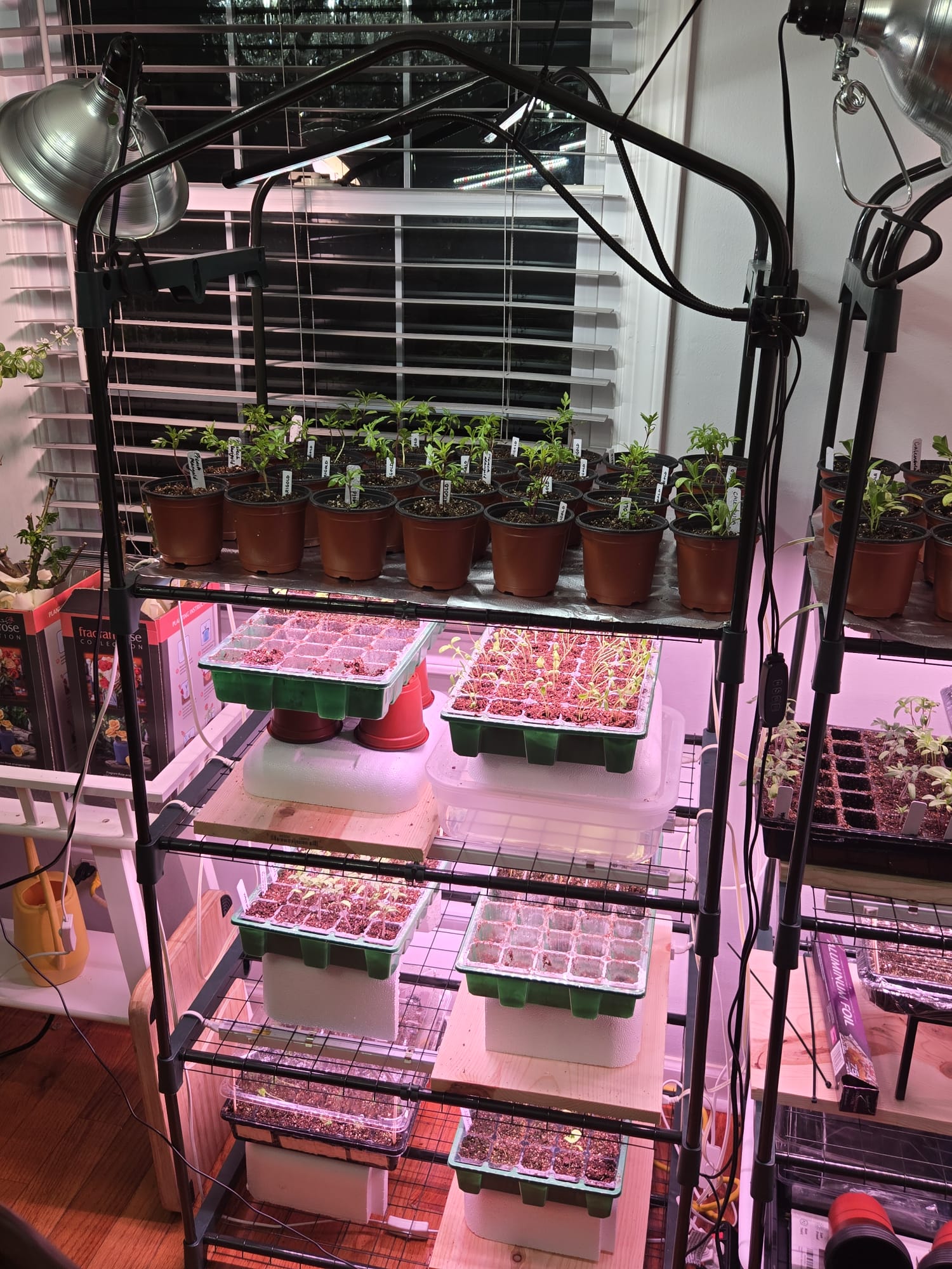 Full grow rack with potted seedlings on top and trays below