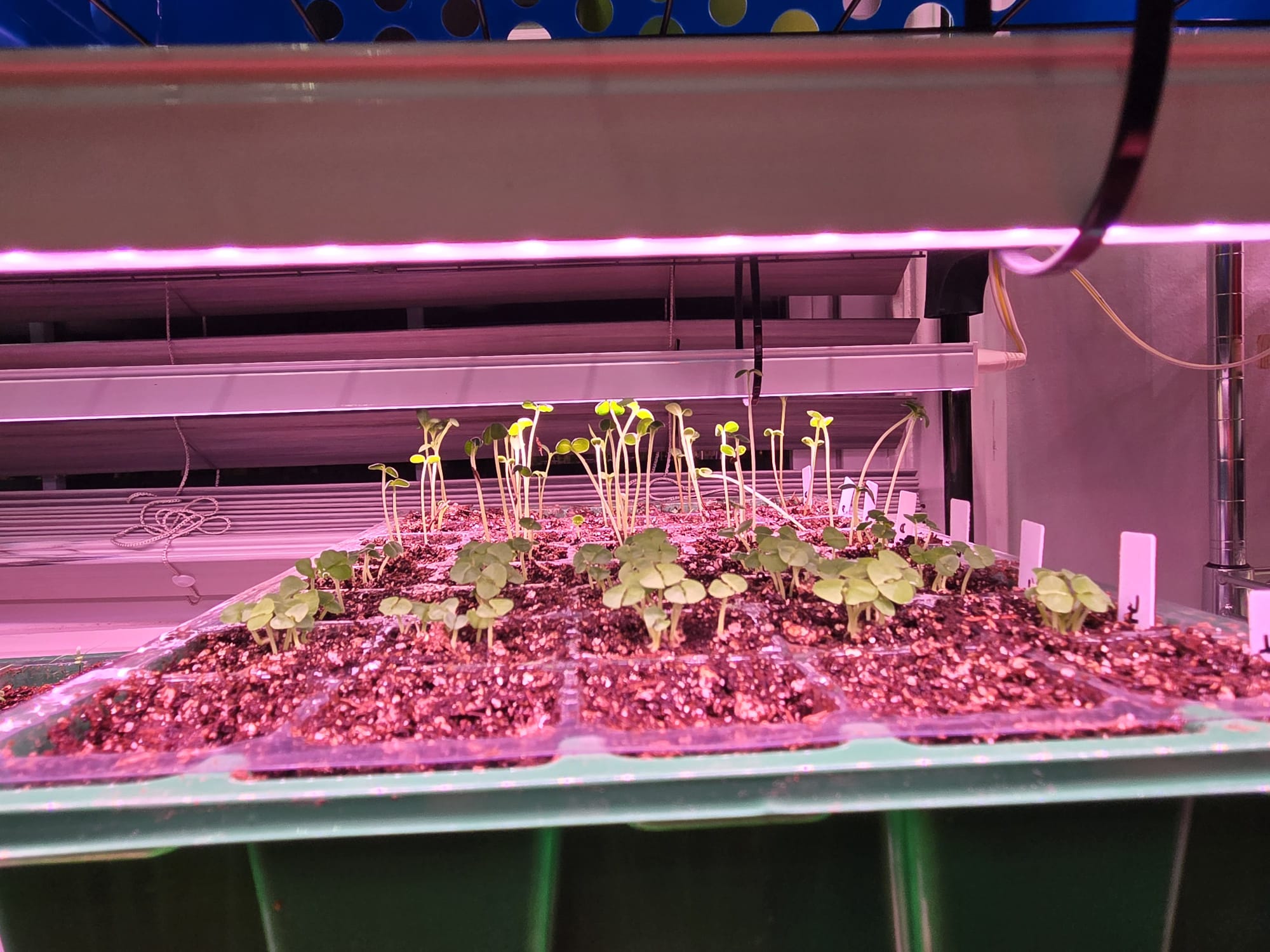 Side view of mixed seedlings stretching toward grow lights