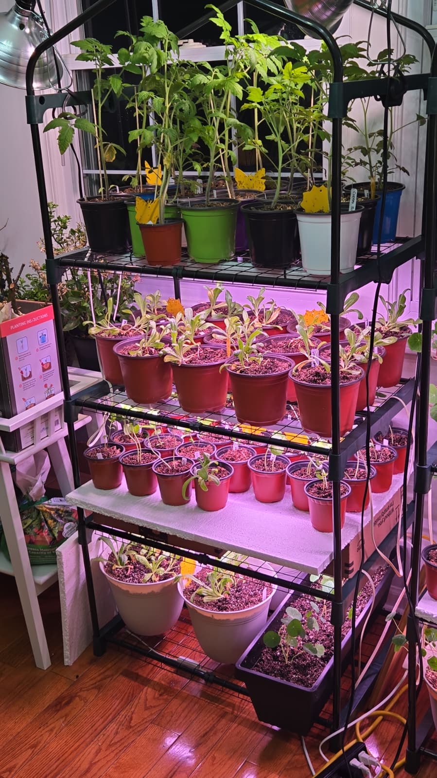 Tomatoes, marigolds, and nasturtiums on a black greenhouse rack