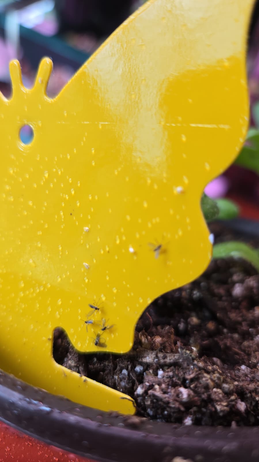 Yellow butterfly sticky trap with whiteflies and gnats caught on it