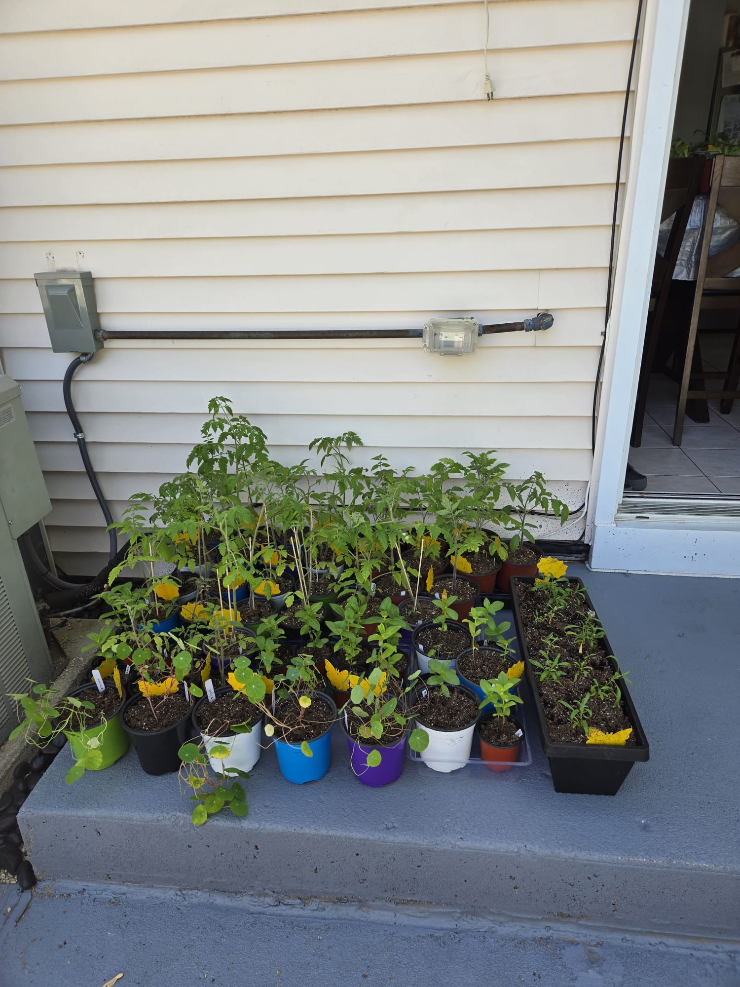 Tomatoes and nasturtiums hardening on the front step