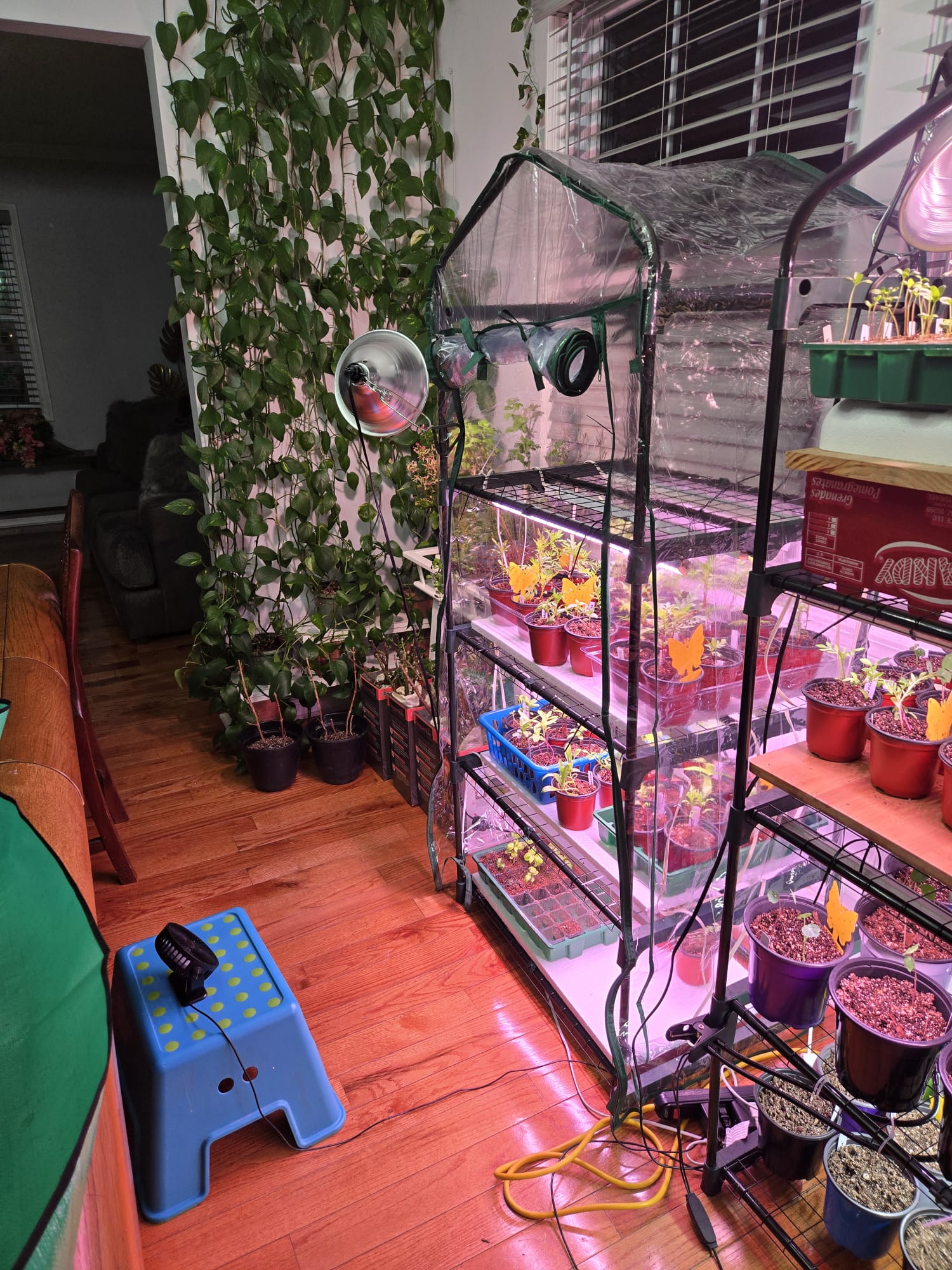 Quarantine greenhouse tent with fan and heat lamp isolating affected plants