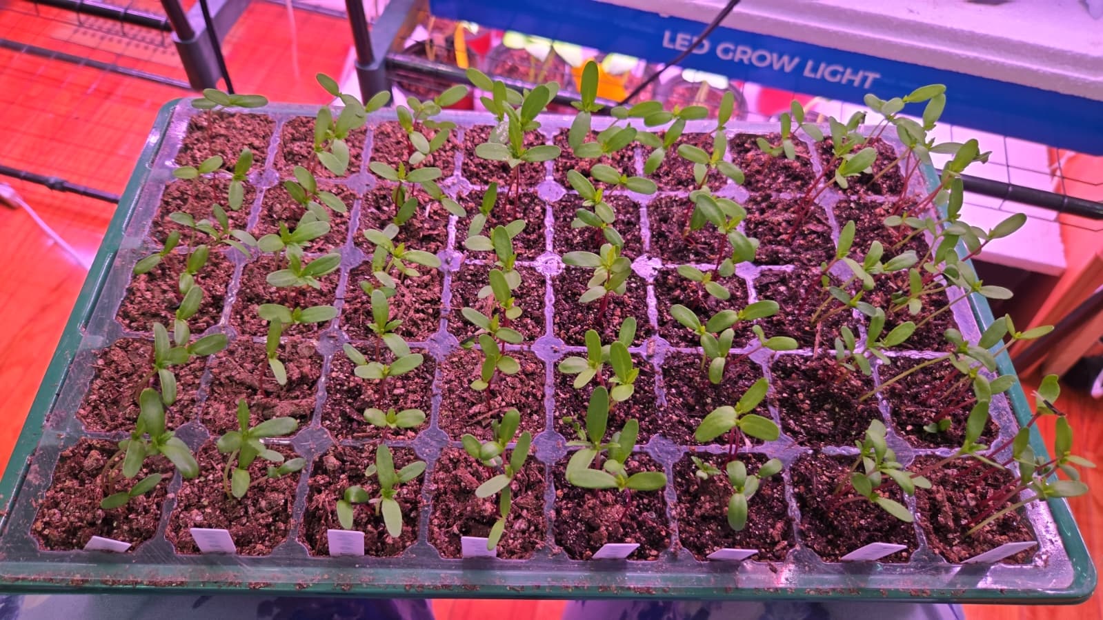Zinnia seedlings with true leaves filling out a cell tray
