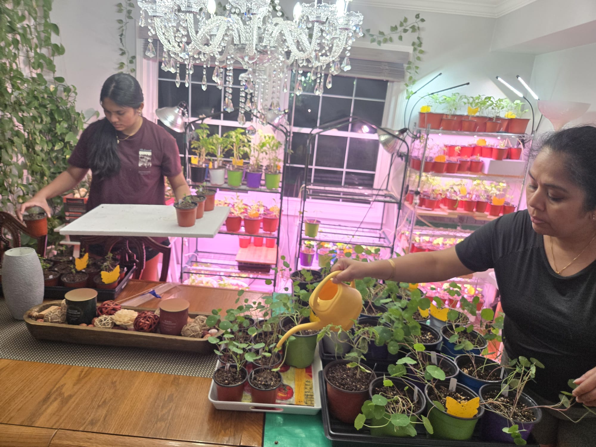 Family watering and repositioning plants across grow shelves