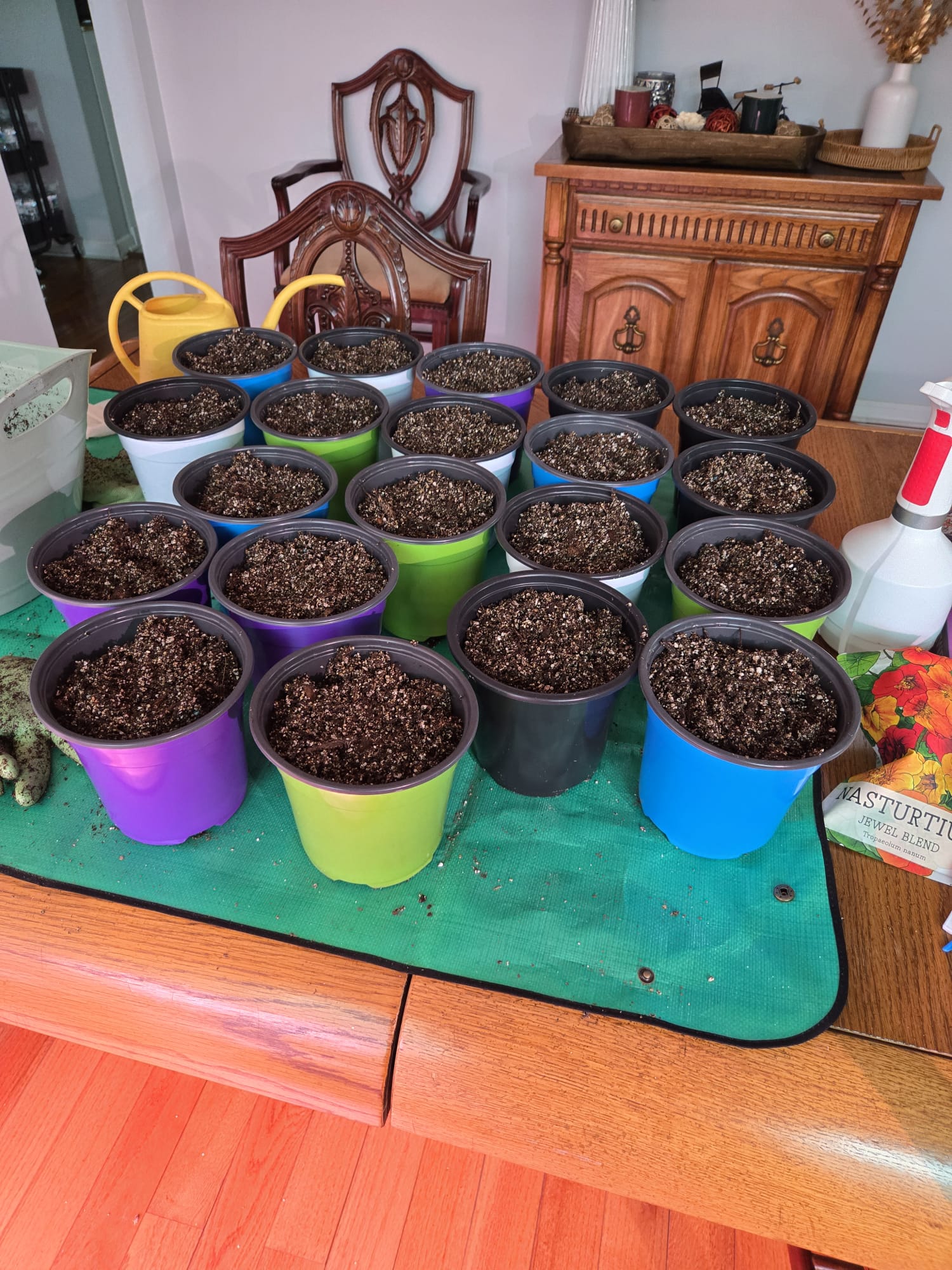 Nasturtium pots prepared for direct sowing