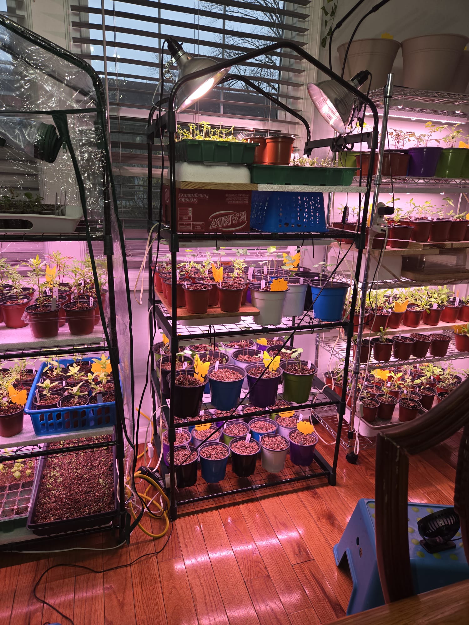 Full quarantine rack of pest-affected plants with sticky traps on every pot