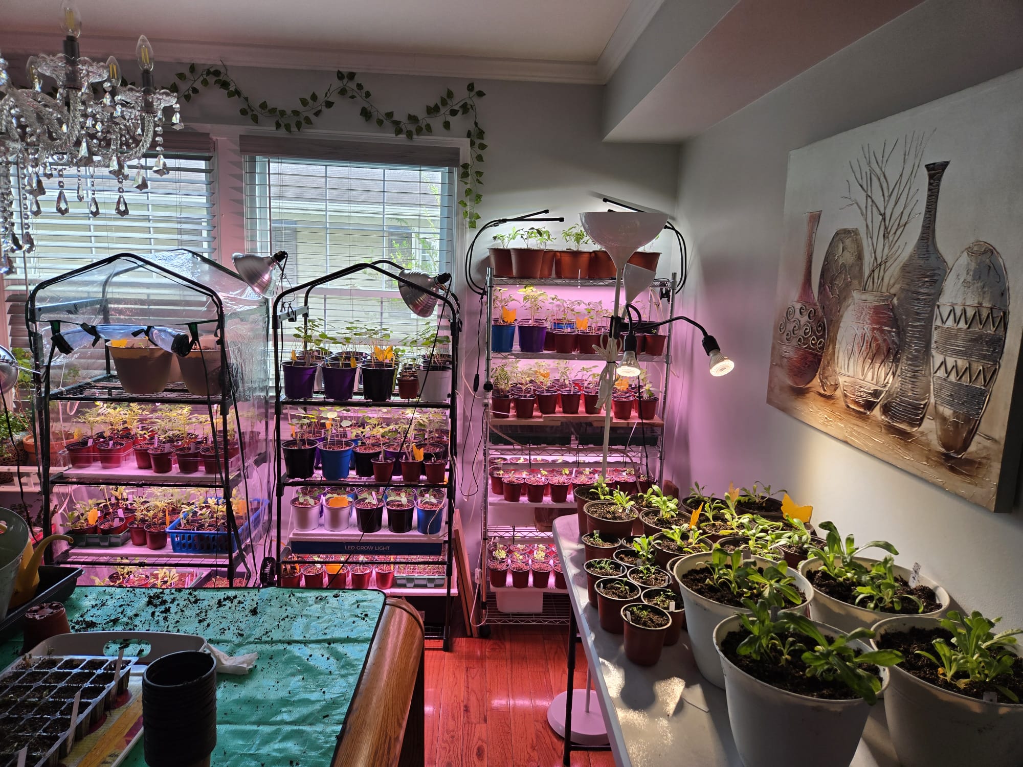 Seedlings repotted into larger containers across multiple racks