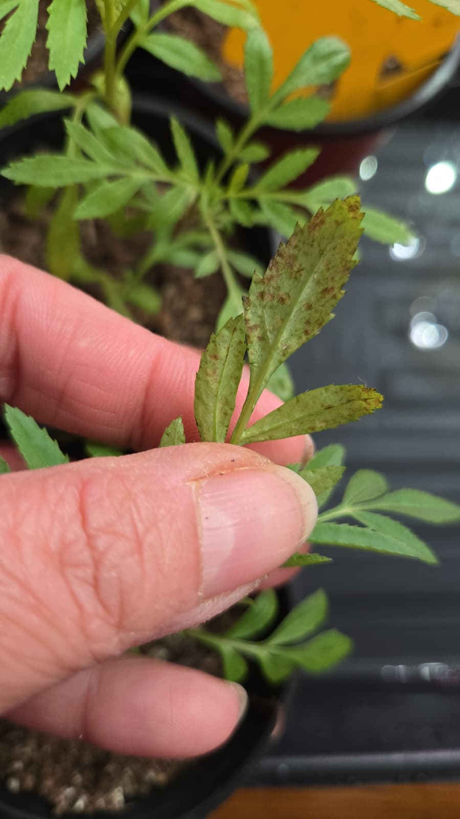 Marigold leaf with rust-colored spots held between fingers