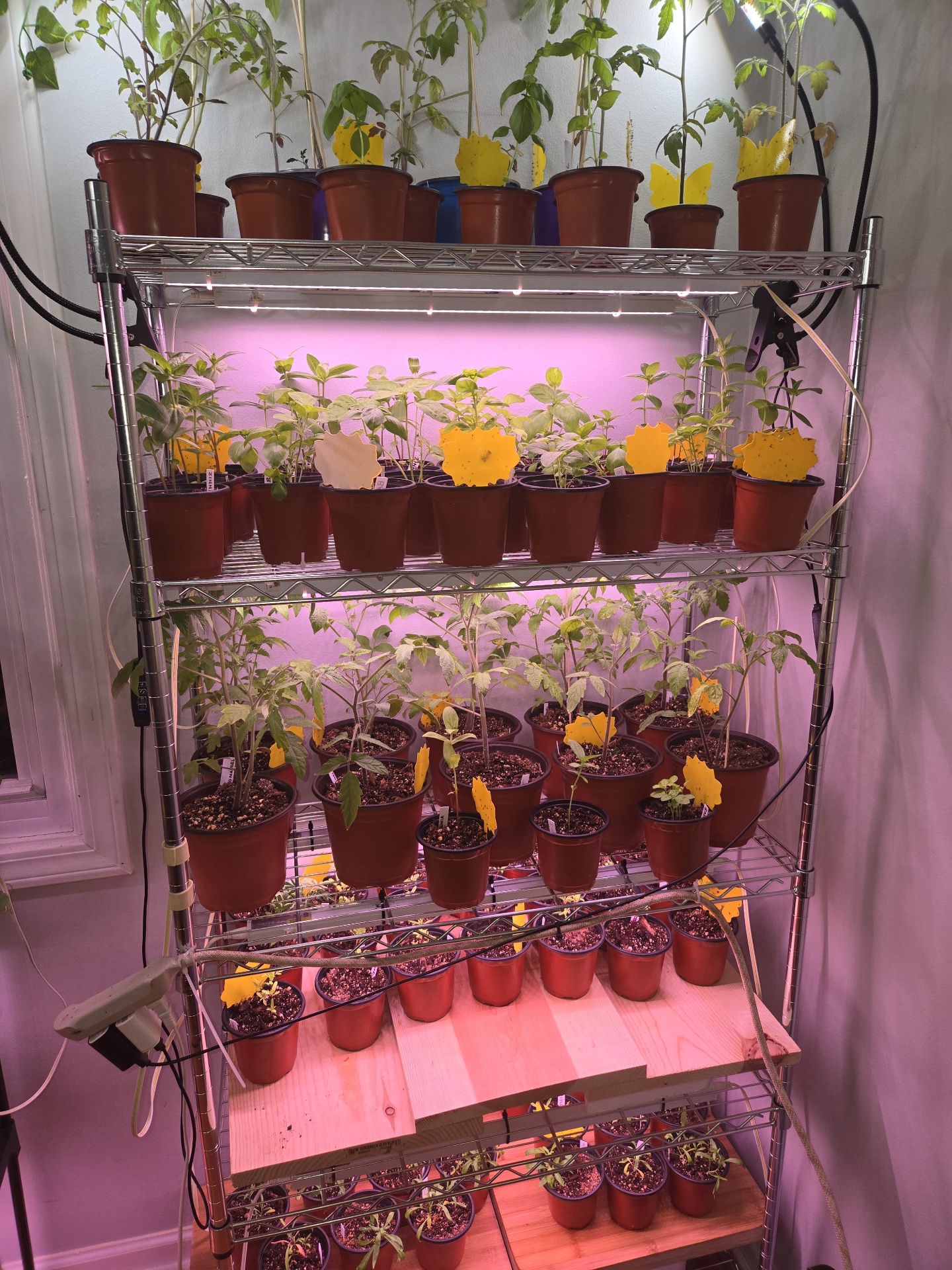 Tomato, basil, and zinnia seedlings filling a tall wire shelf