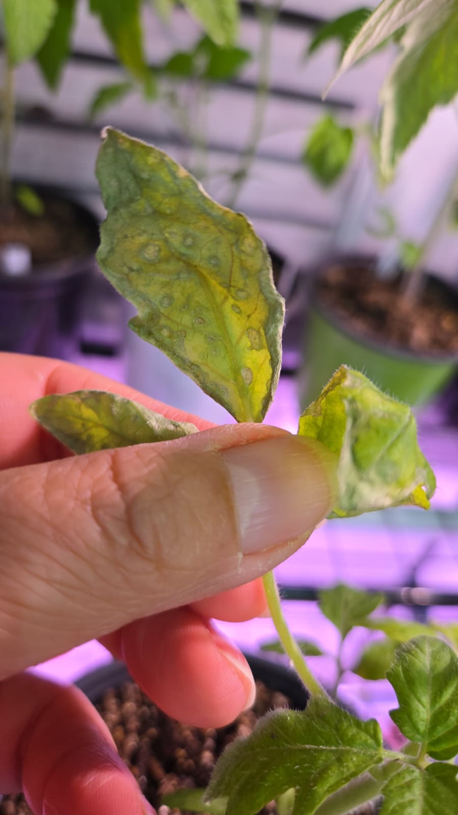 Tomato leaf with yellow spots and ring lesions from pest pressure