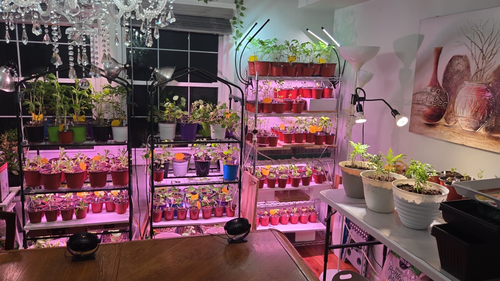 Final countdown — full grow room packed with mature seedlings ready for the event
