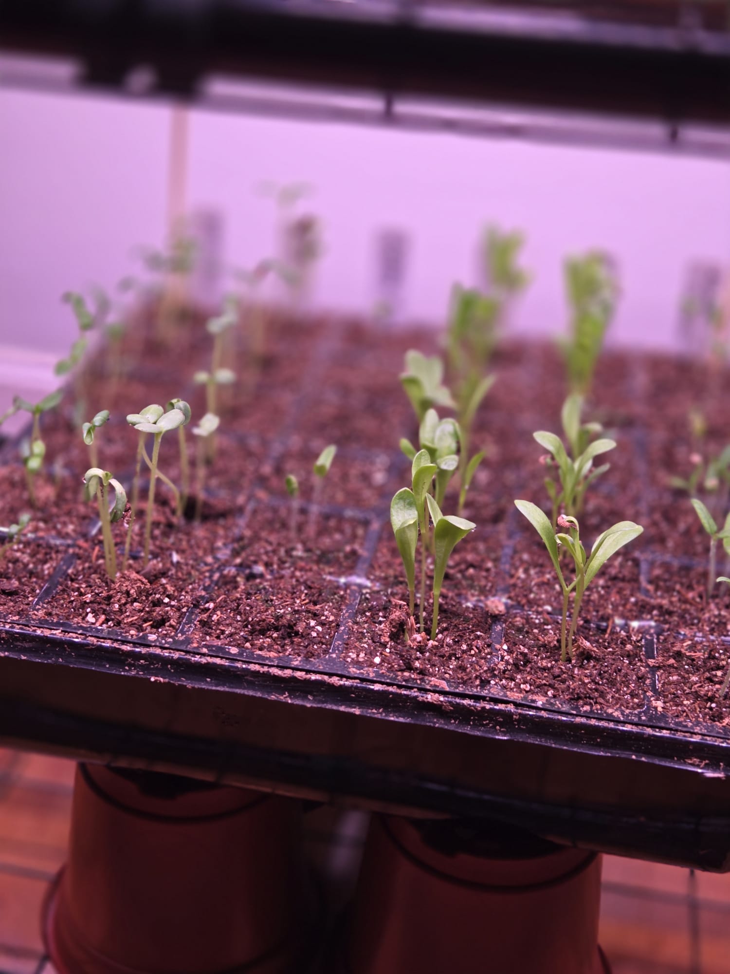 First seedlings emerging under grow lights