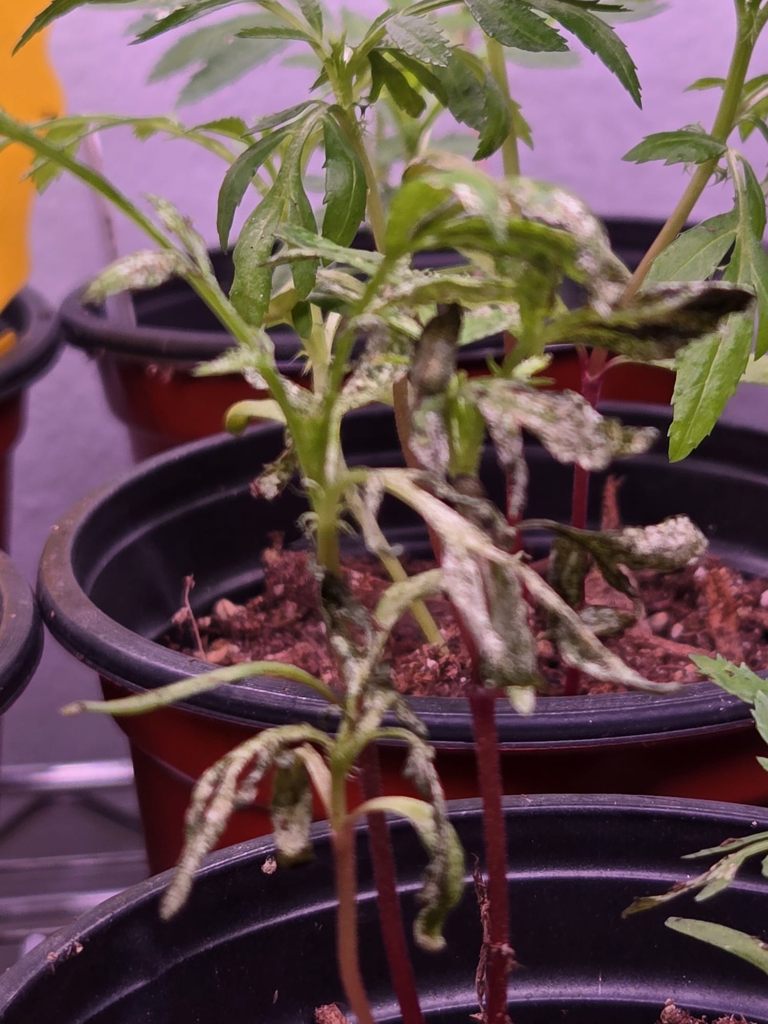 Marigold plant heavily damaged by pests with curling silvered leaves