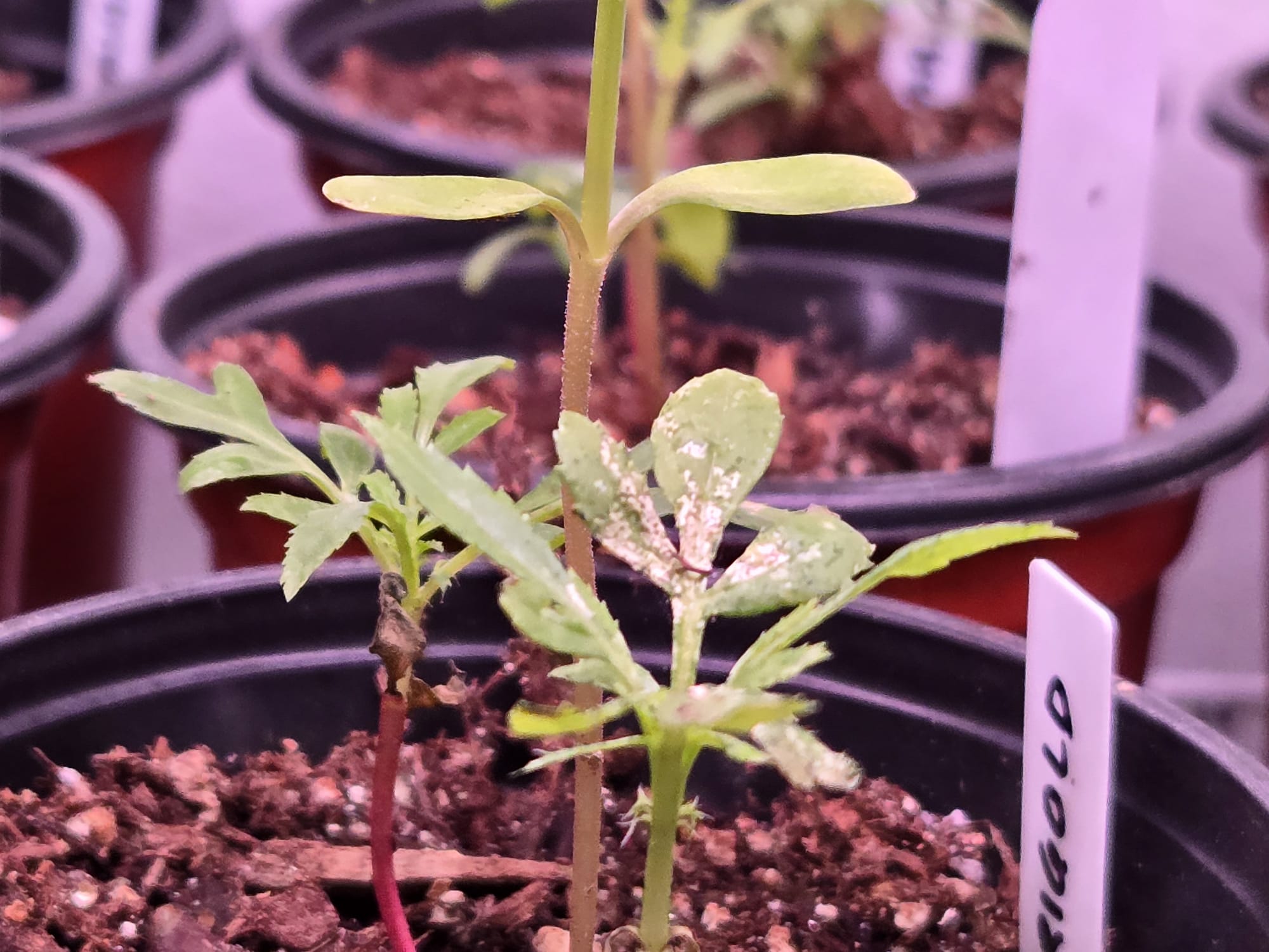 Marigold seedling with white powdery pest damage on leaves