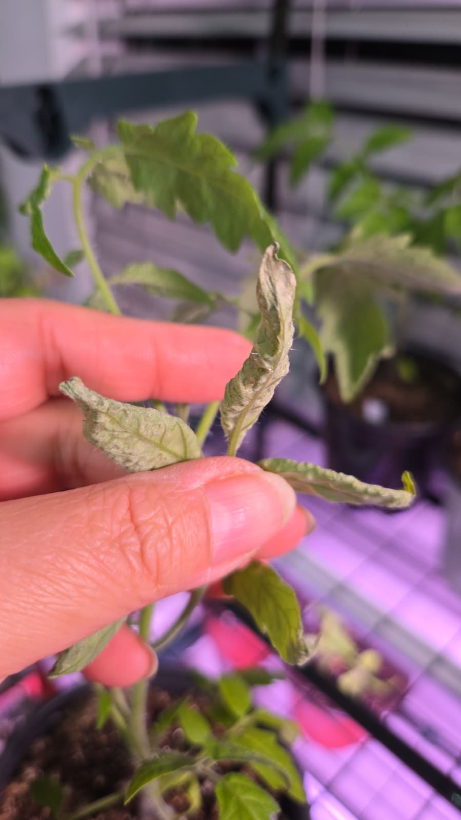 Tomato seedling leaves curled and silvered from pest damage under grow lights