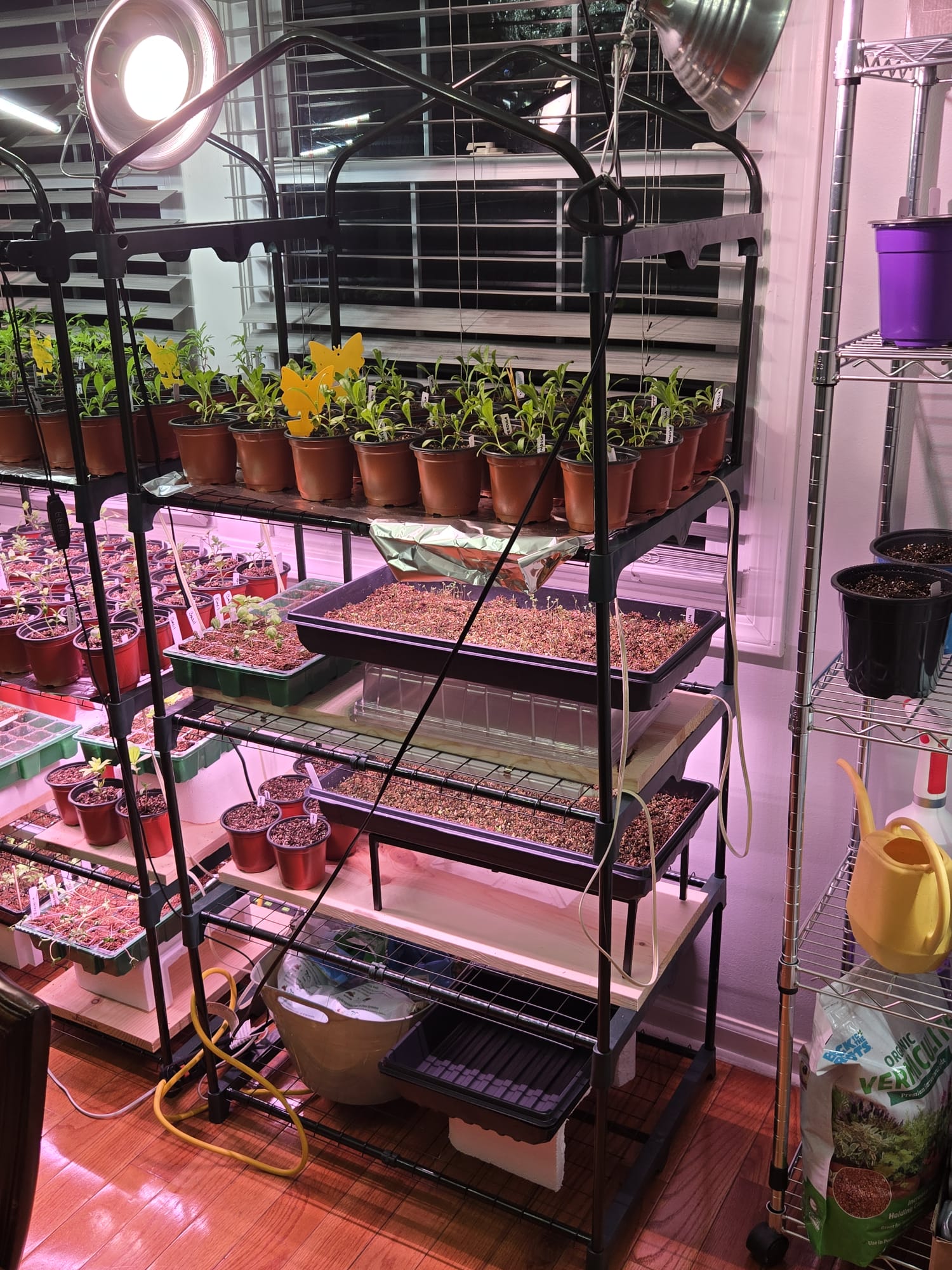 Seedlings progressing under grow lights with broadcast trays germinating below