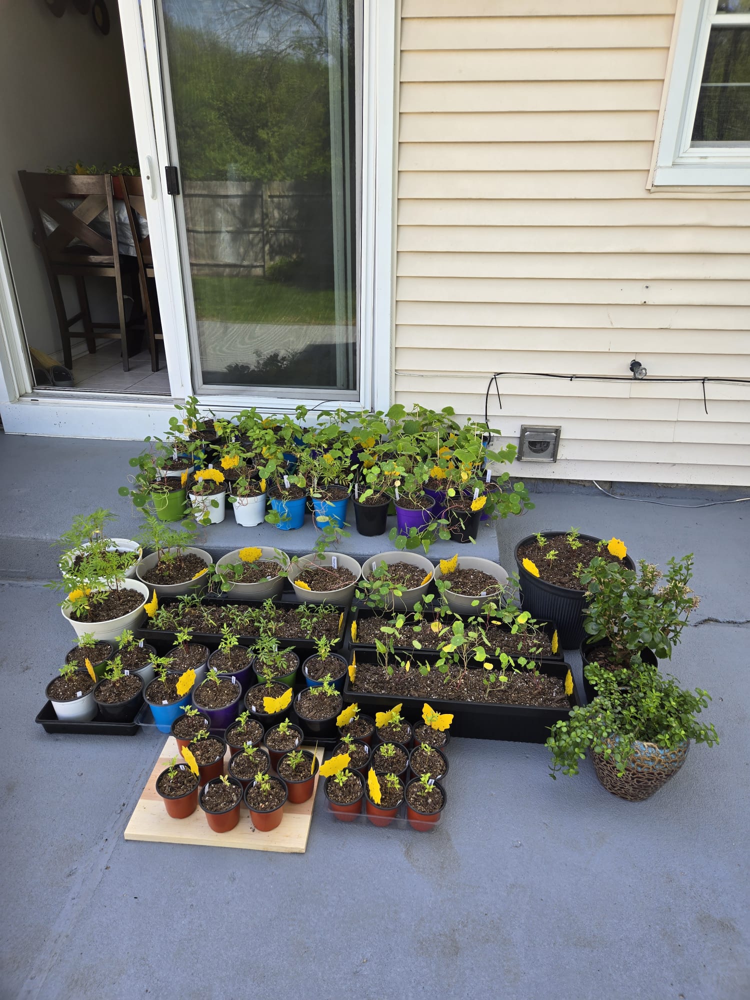 Plants moved outside on the patio to begin hardening off in May