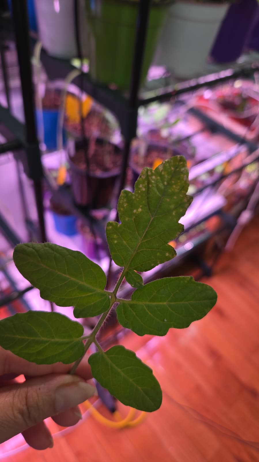 Tomato seedling leaf with pale pest spots held above grow rack