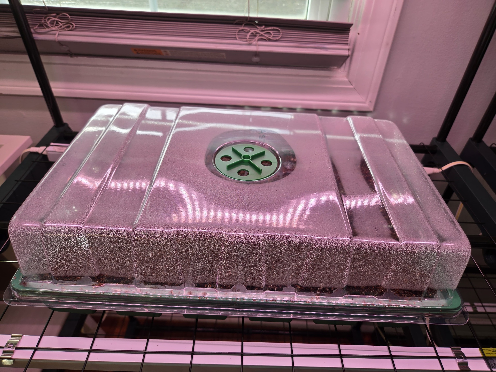 Humidity dome covering first seeded tray under grow lights