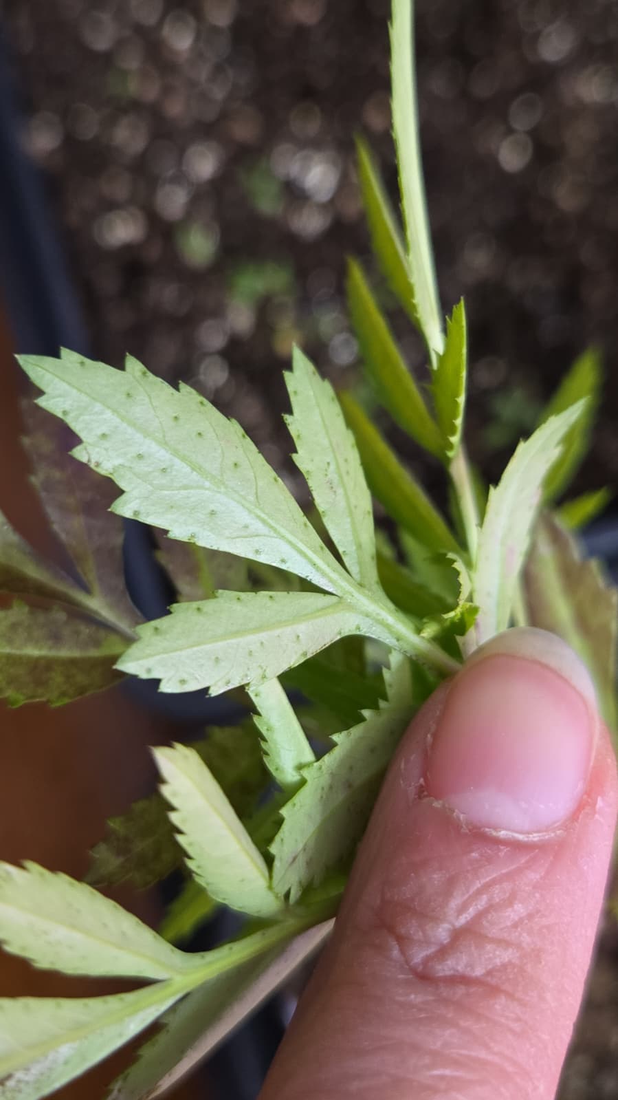 Marigold leaves showing early pest stippling damage