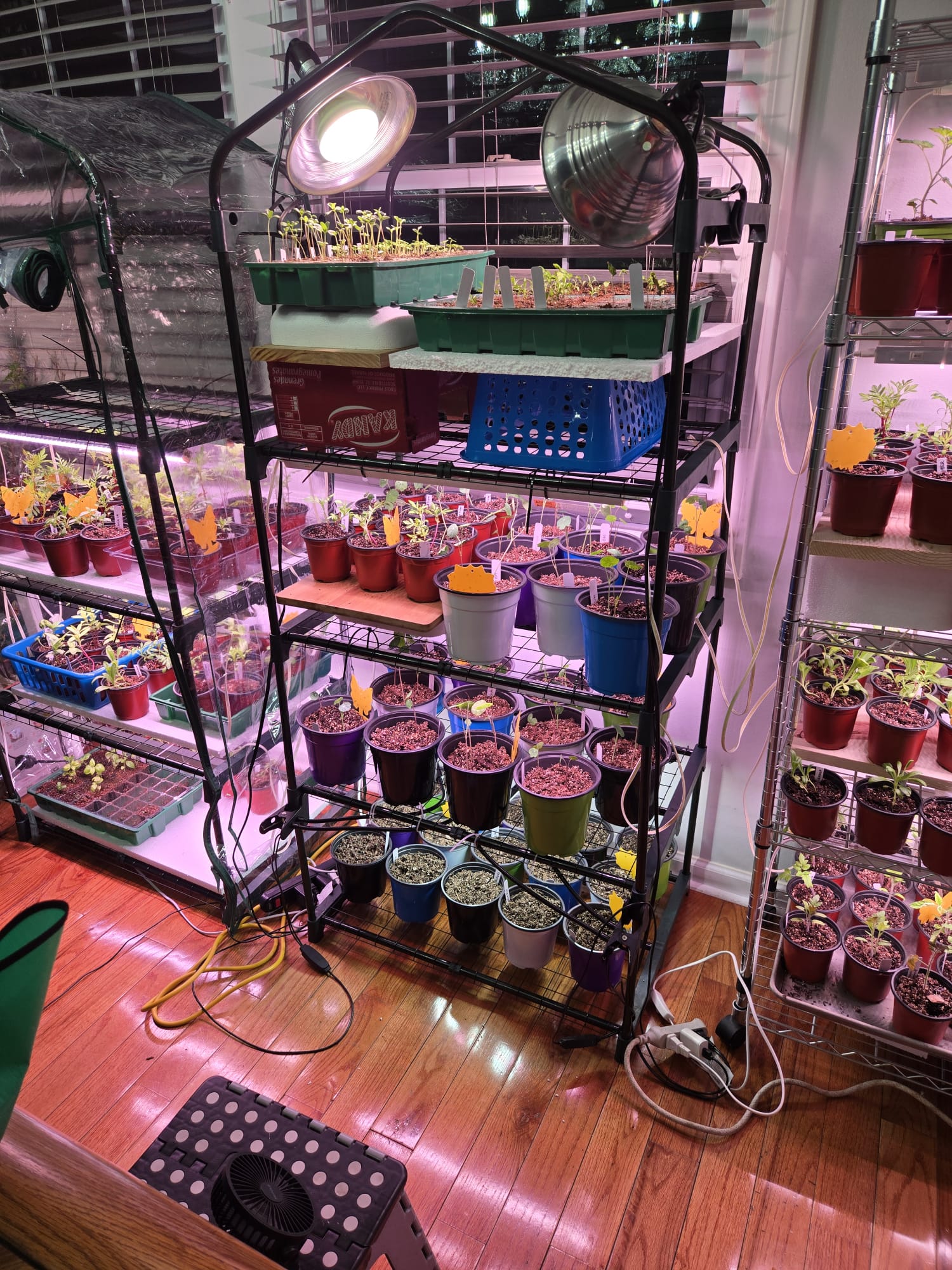 Quarantine rack lit with heat lamps and sticky traps separating affected plants