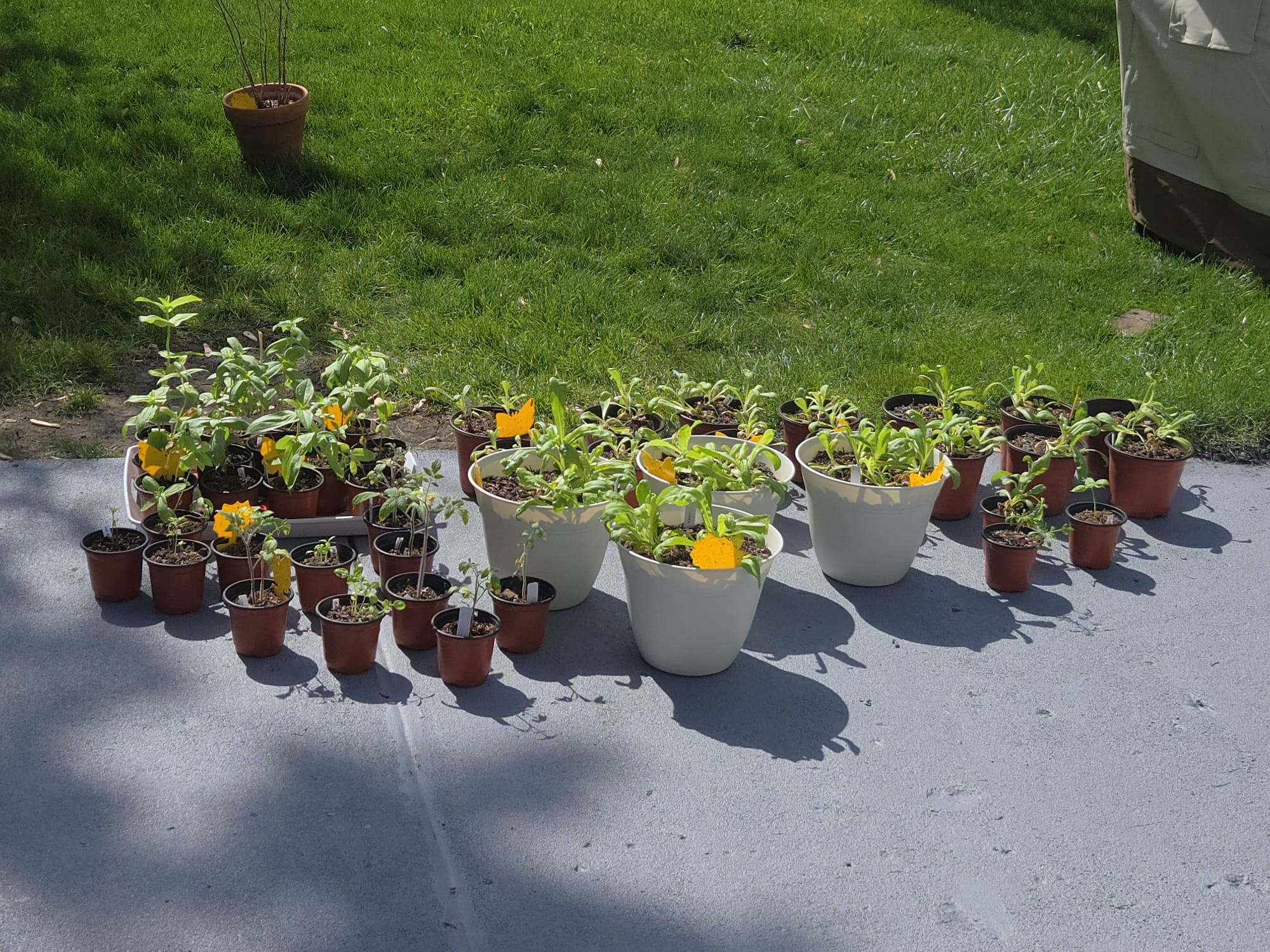 Treated plants hardening off outside on driveway with yellow sticky traps