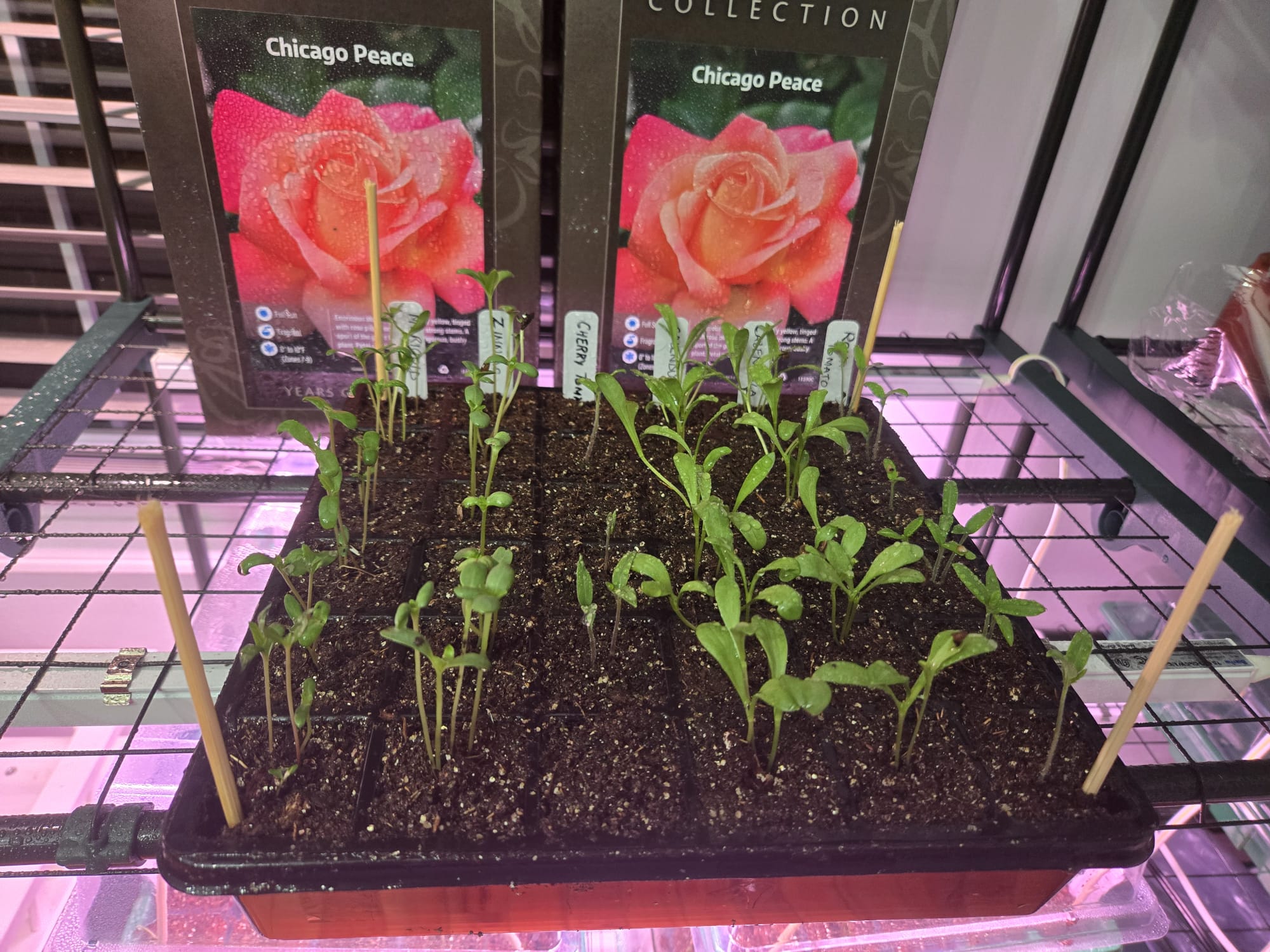 Calendula and zinnia seedlings in a tray beside Chicago Peace rose cards