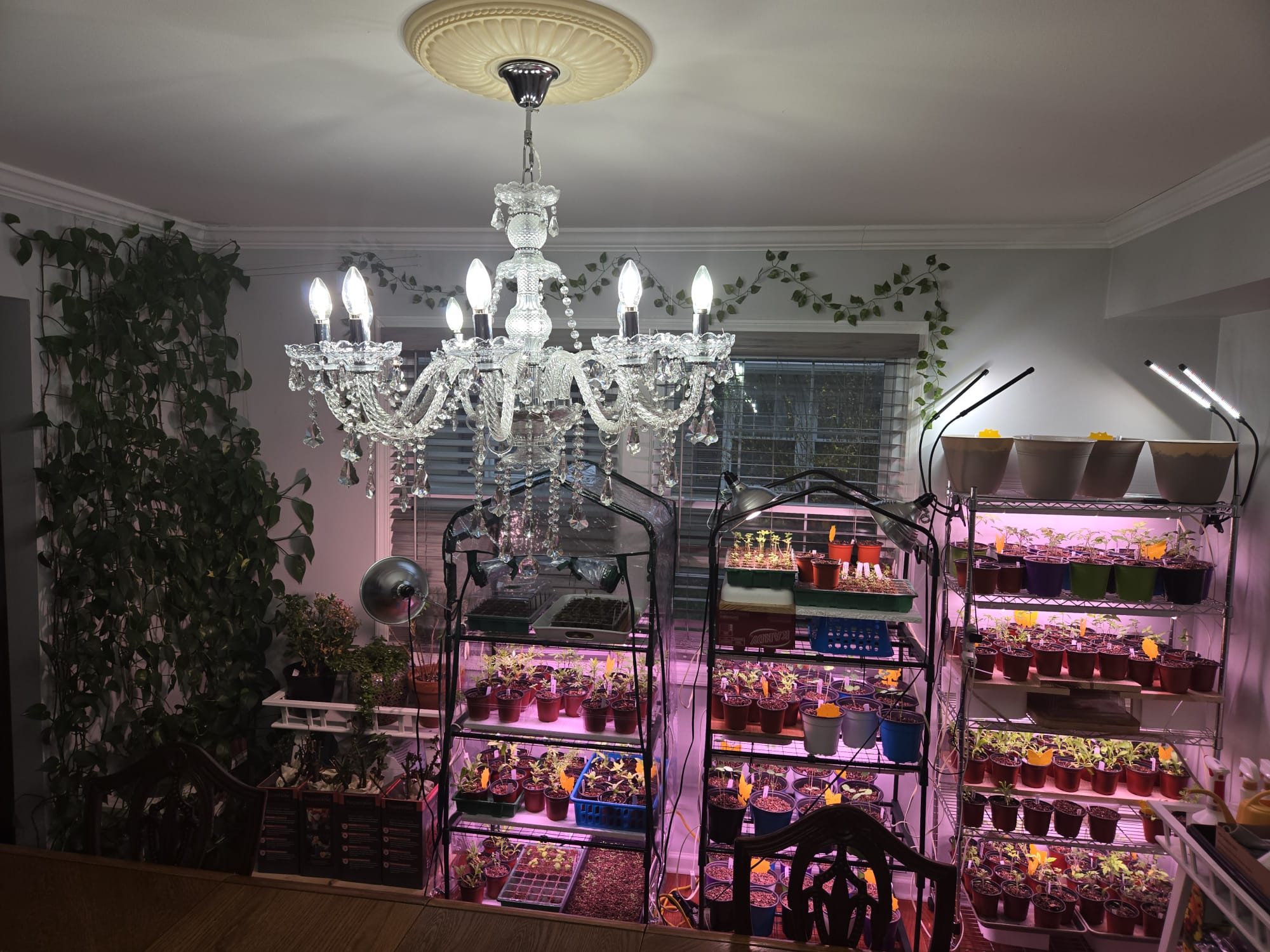 Full dining room grow setup with chandelier overhead and pest traps on every shelf