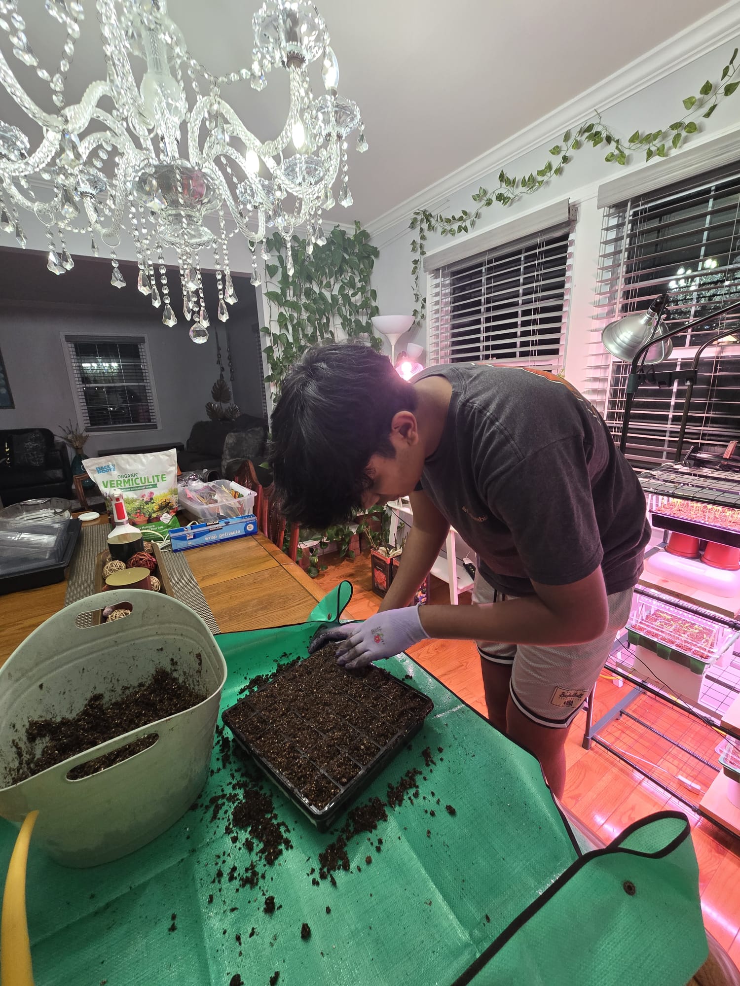 Pressing soil into cell tray before sowing