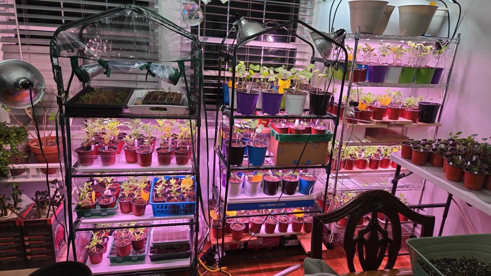 Quarantine racks separating pest-affected plants under grow lights