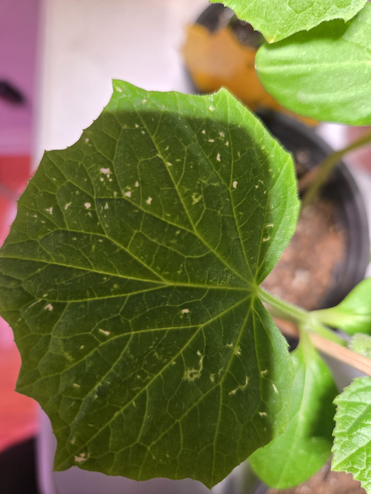 Cucumber leaf with pale spots from pest feeding