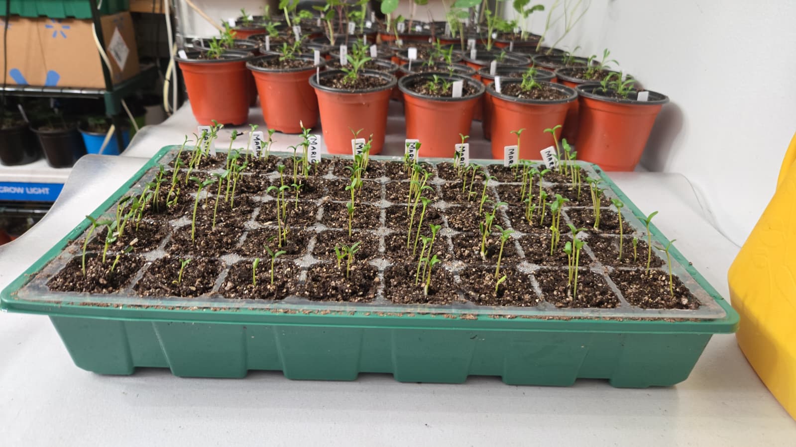 Marigold sprouts in a tray with potted seedlings behind