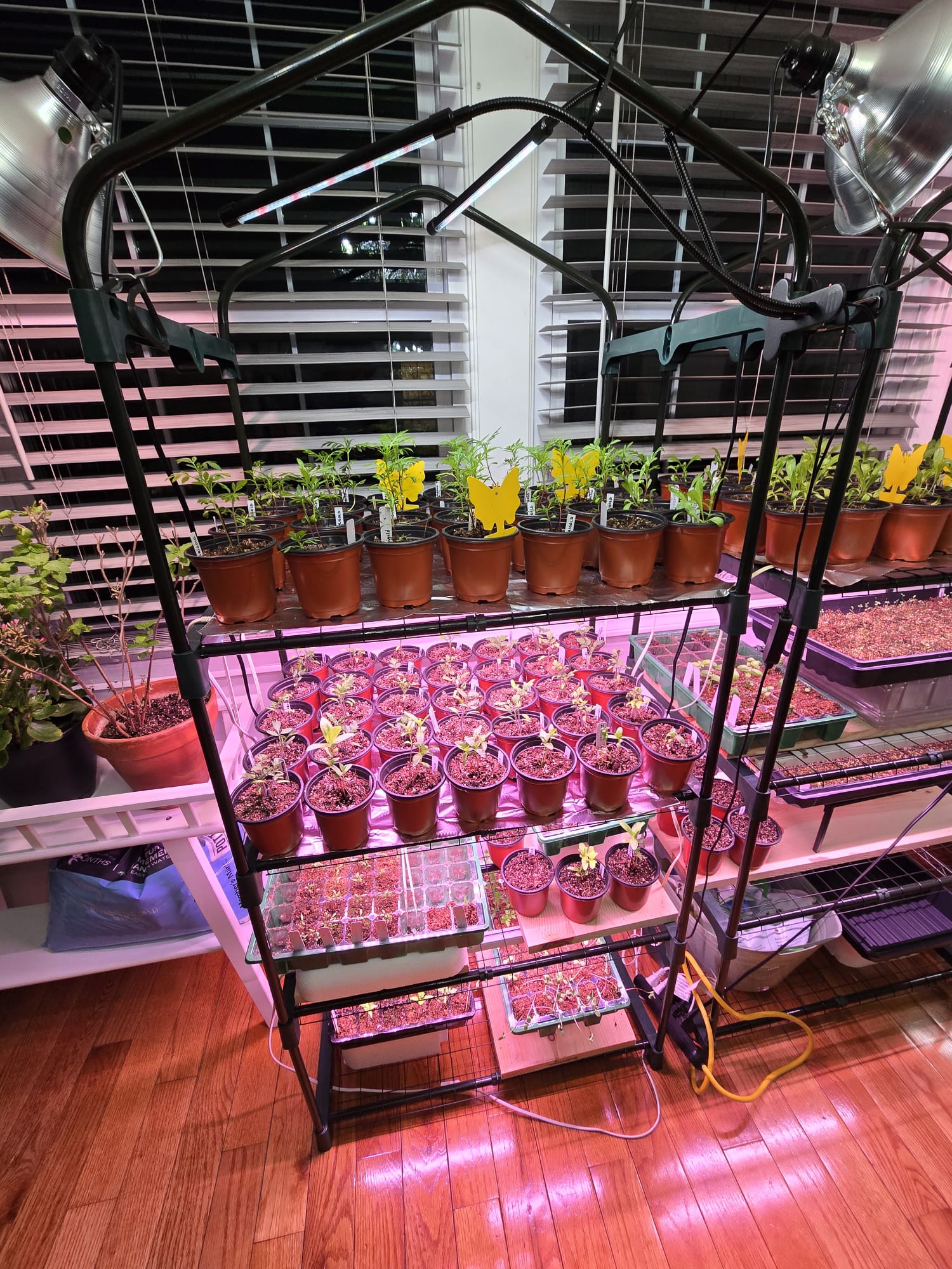 Wide shot of grow rack packed with potted seedlings under pink lights