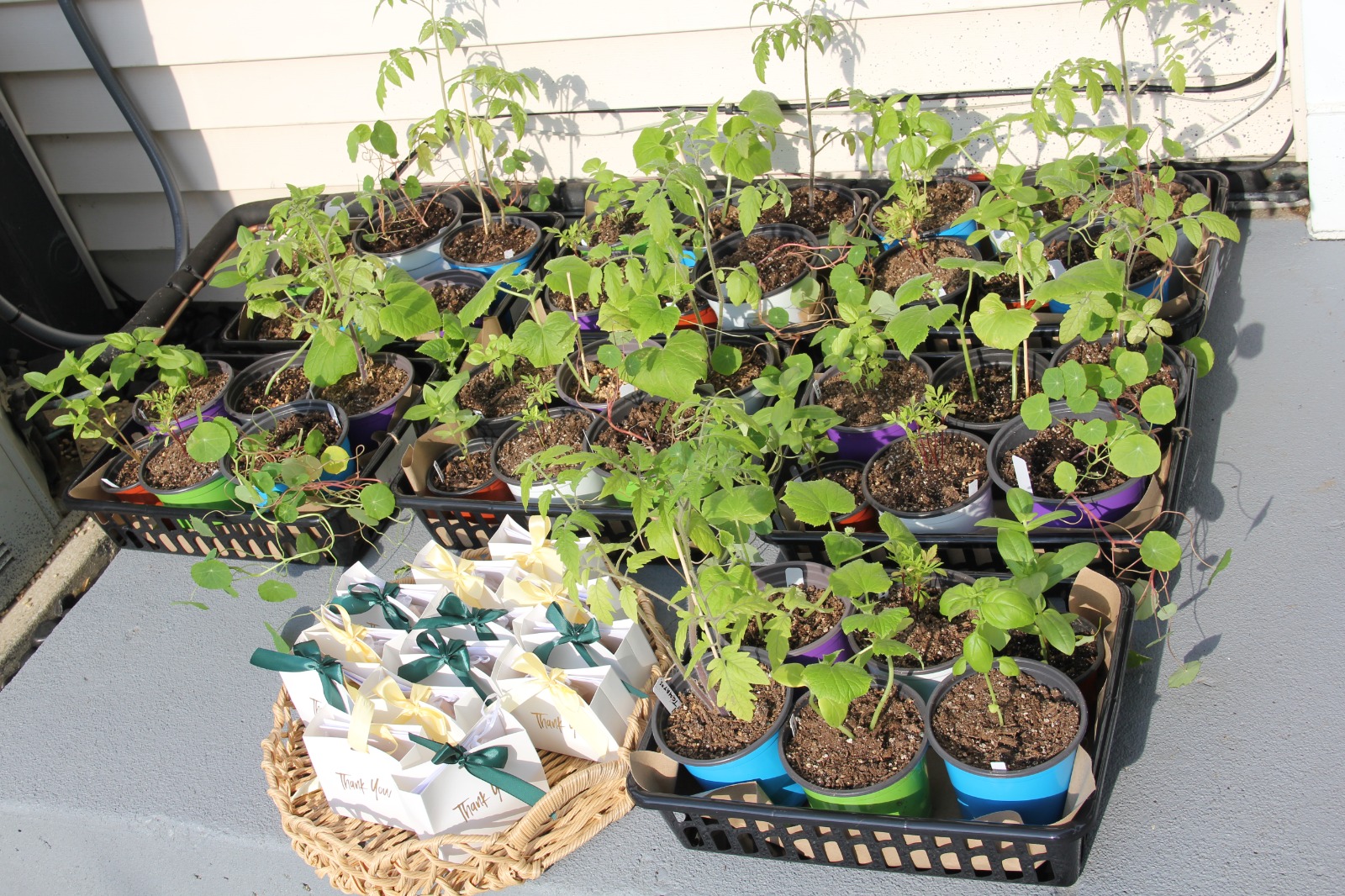Trays of potted plant giveaway baskets next to wicker basket of Thank You favor bags with green and cream ribbons