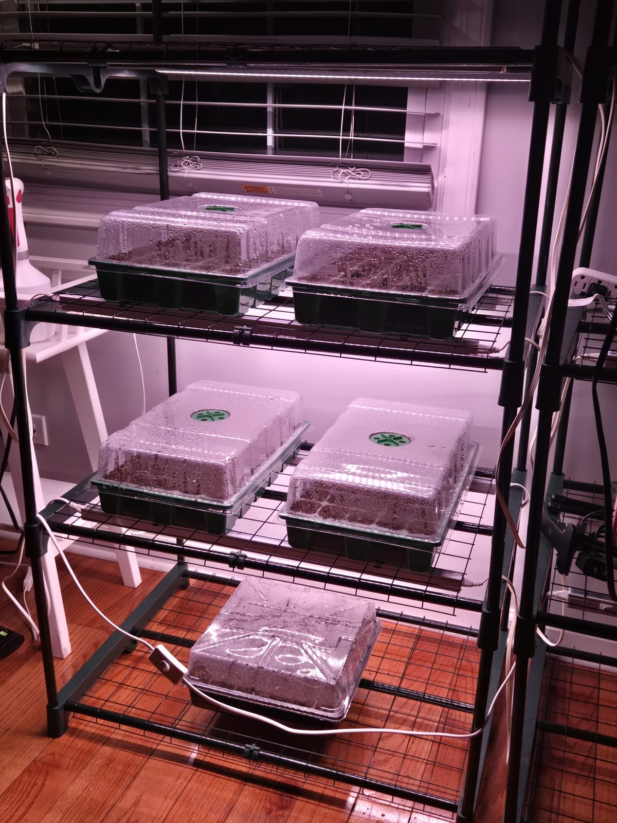Covered seed trays under grow lights