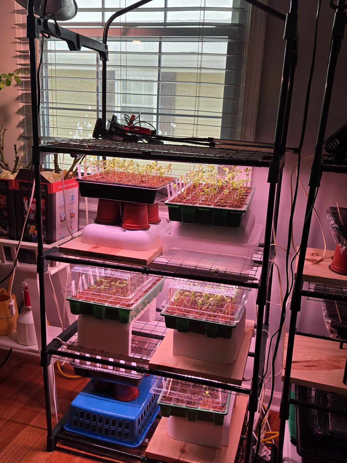 First sprouts under grow lights