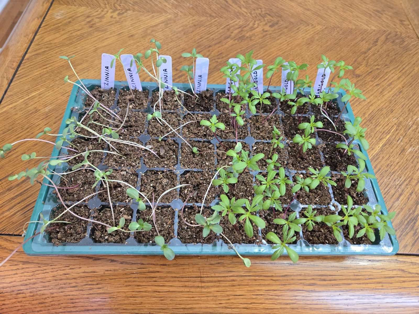 Tray of labeled zinnia and marigold seedlings